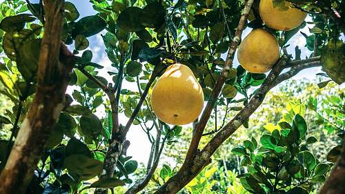 citrus fruit pear fruit plant